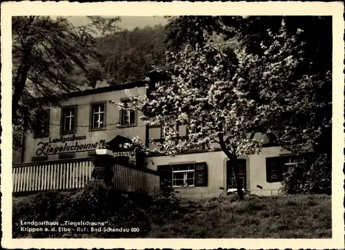Ak Krippen Bad Schandau in Sachsen, Landgasthaus Ziegelscheune