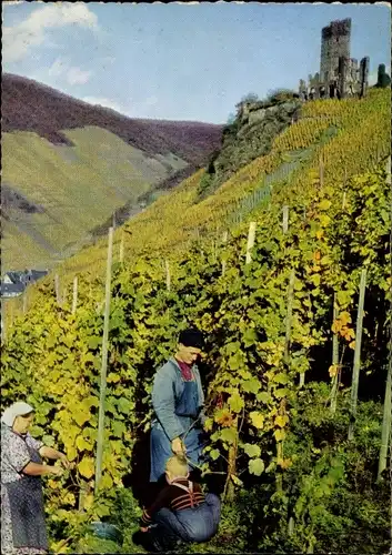 Ak Beilstein an der Mosel, Weinlese, Burgruine Metternich