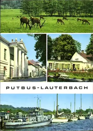 Ak Lauterbach Putbus auf Rügen, Rehe im Tiergehege, Hafen, Theater, Rosencafé