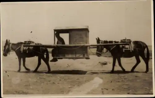 Foto Mule Caravan, Esel mit Sänfte