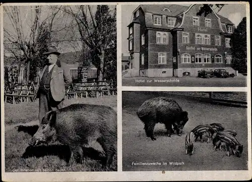 Ak Würgendorf Burbach im Siegerland, Hotel Zur Wasserscheide, Inhaber mit seinen Sauen