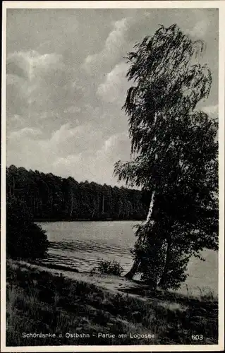 Ak Trzcianka Schönlanke an der Ostbahn Posen, Logosee