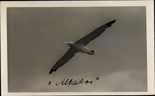 Foto Ak Albatros im Flug, Vogel