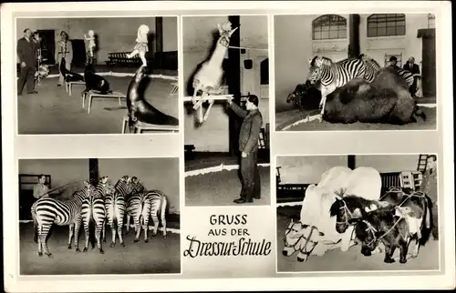 Ak Hamburg Stellingen, Carl Hagenbecks Tierpark, Dressurschule, Zebras, Robben, Ponnys, Kamel, Lama