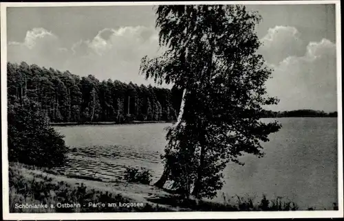 Ak Trzcianka Schönlanke an der Ostbahn Posen, Partie am Logosee