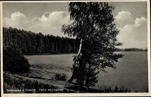 Ak Trzcianka Schönlanke an der Ostbahn Posen, Partie am Logosee