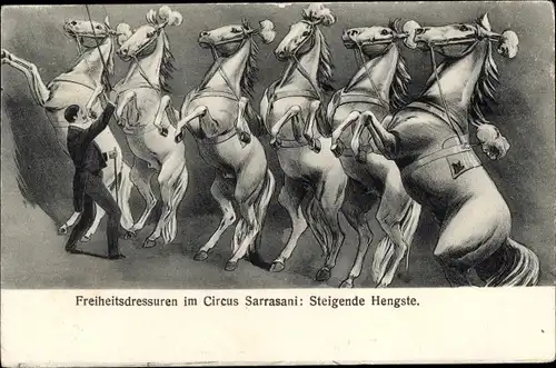 Ak Zirkus Sarrasani, Freiheitsdressuren, Steigende Hengste