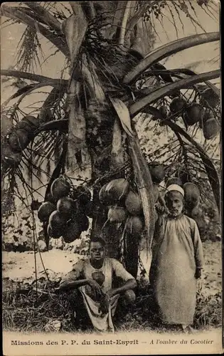 Ak Afrika, Missions des Peres du Saint Esprit, Un Cocotier