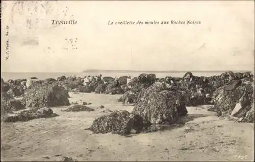 Ak Trouville sur Mer Calvados, La cueillette des moules aux Roches Noires