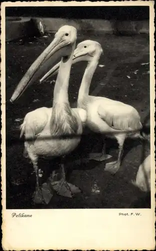 Ak Zwei Pelikane