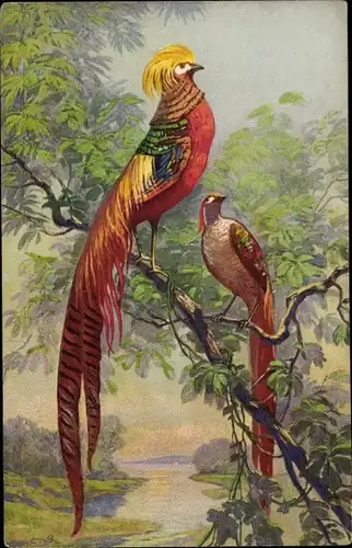 Künstler Ak Zwei Fasane in buntem Federkleid im Freien