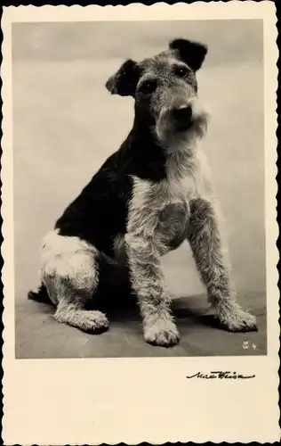 Ak Hundeportrait, Terrier