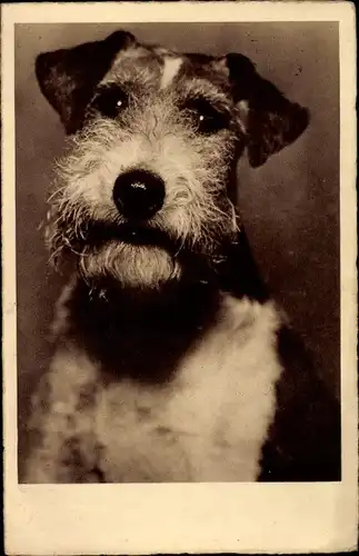 Ak Terrier, Hundeportrait