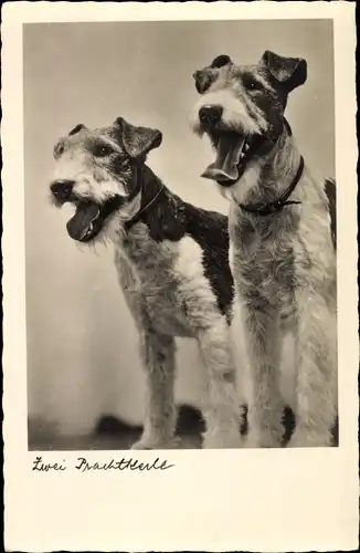 Ak Zwei Prachtkerle, Terrier, Hundeportrait