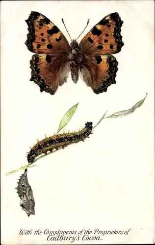 Ak Schmetterling und Raupe, Puppe, Reklame, Cadbury's Cocoa, Reward Card, Tortoise Shell Butterfly