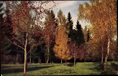 Ak Herbstlandschaft, Bäume mit Herbstlaub, Birke