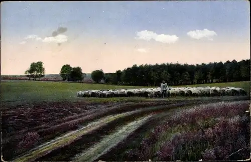 Ak Lüneburger Heide, Heidschnuckenherde mit Schäfer, blühendes Heidekraut