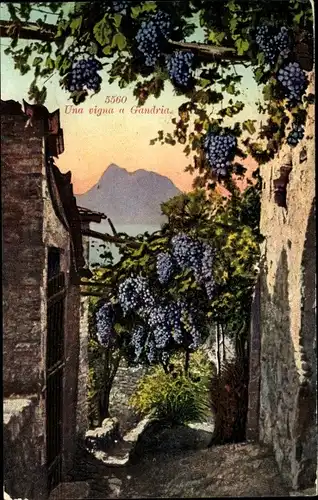 Ak Gandria Lago di Lugano Tessin Schweiz, Una vigna, Weintrauben