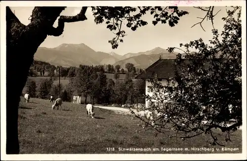 Ak Schwärzenbach Gmund am Tegernsee Oberbayern, Gasthaus, Hirschberg, Kämpen, Kühe