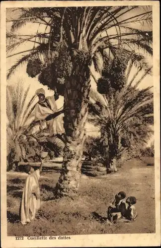 Ak Afrika, Cueillette des dattes, Dattelernte