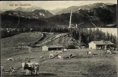 Ak Bad Tölz in Oberbayern, Auf der Gindelalm, Kühe