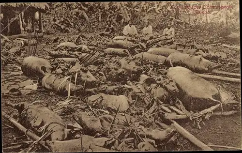 Samoa, Samoanische Schmauserei, geschlachtete Schweine