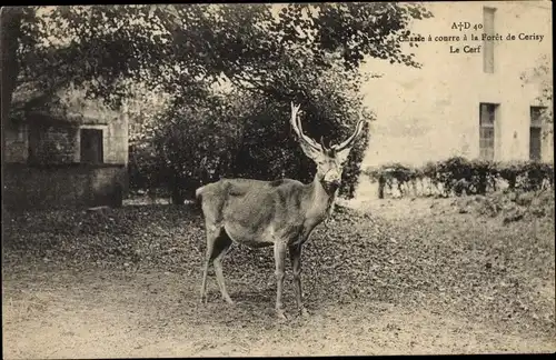 Ak Cerisy Belle Étoile Orne, Chasse à courre à la fôret de Cerisy, le Cerf