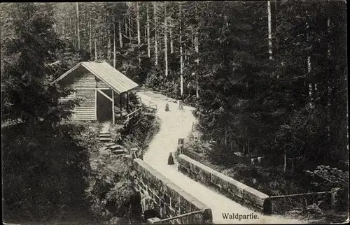 Ak Freudenstadt im Nordschwarzwald, Waldpartie