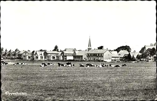 Ak Oppenhuizen Toppenhuzen Friesland Niederlande, Blick auf den Ort, Kühe