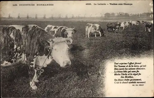 Ak Calvados, Normandie, la Laiterie, Rinder