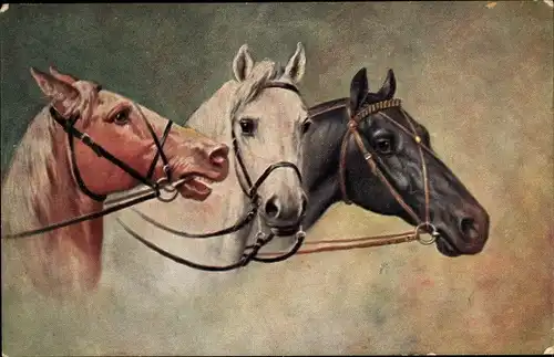 Künstler Ak Drei Pferde mit Zaumzeug, Pferdeköpfe, Pferdestudie