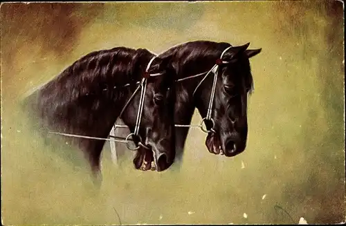 Ak Zwei schwarze Pferde, Tierportrait, Zugpferde