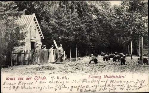 Ak Göhrde in Niedersachsen, Körnung Wilddiebshorst, Wildschweine