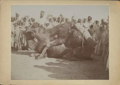 Foto um 1900, Kamele, Beduinen, Araber, Kamelzucht