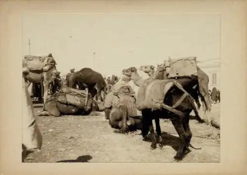 Foto um 1900, Kamele, Karawane, Beduinen