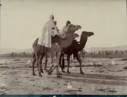 Foto um 1900, Algerien? Arabische Reiter auf Kamelen, Karawane