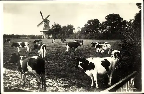 Ak Friesland Niederlande, Fries Landschap, Kühe, Windmühle
