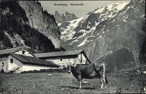 Ak Engelberg Kanton Obwalden Schweiz, Herrenrütli, Alm, Kuh, Bergmassiv