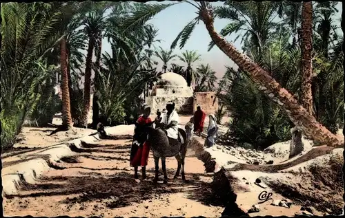 Ak Scenes et Types, Chemin dans la Palmeraie, Maghreb, Esel, Palmen