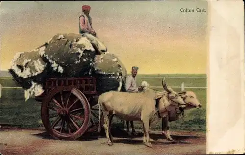 Ak Indien, Cotton Cart, Rinderkarren, Baumwolle, Inder