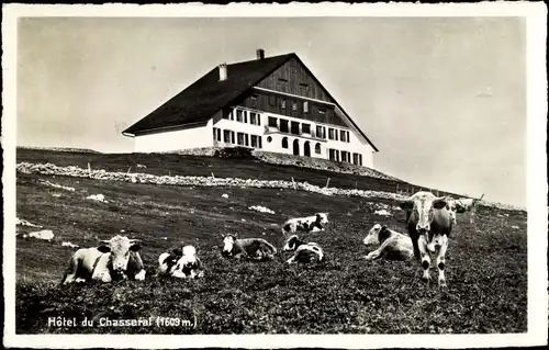 Ak Saint Imier Kanton Bern, Hôtel du Chasseral, Kühe, Alm