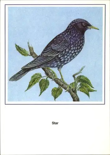 Künstler Ak Schiller, R., Star, Vogel