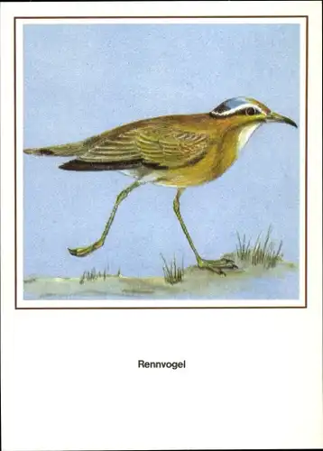 Künstler Ak Schiller, R., Rennvogel, Vogel