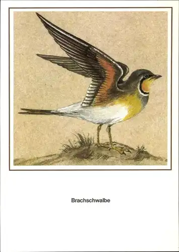 Künstler Ak Schiller, R., Brachschwalbe, Vogel