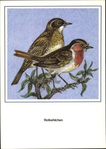 Künstler Ak Schiller, R., Rotkehlchen, Vogel