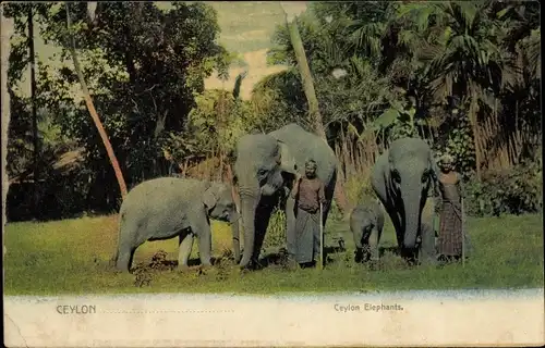 Ak Sri Lanka Ceylon, Ceylon Elephants