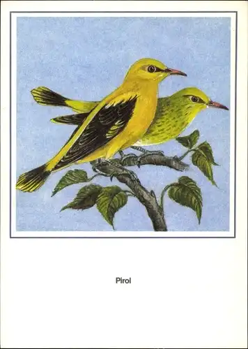 Künstler Ak Schiller, R., Pirol, Vogel