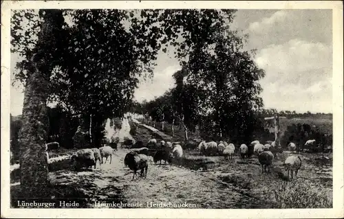 Ak Lüneburger Heide, heimkehrende Heidschnucken