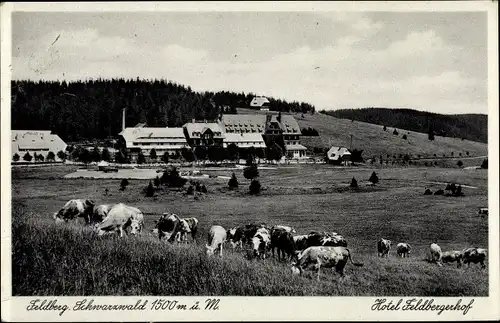 Ak Feldberg im Schwarzwald Baden Württemberg, Hotel Feldbergerhof, Rinder