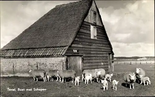 Ak Texel Nordholland Niederlande, Boet met Schapen